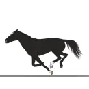 black horse