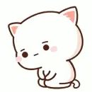 white cat