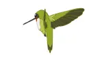 hummingbird