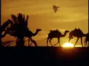 camels