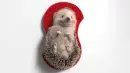 hedgehog