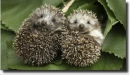 hedgehogs