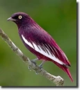 Pompadour cotinga