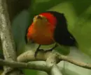 manakin