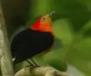 manakin