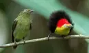 manakin