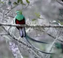 quetzal