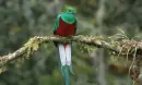 quetzal