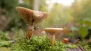 mushroom
