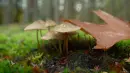 mushroom