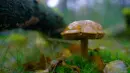 mushroom