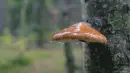 mushroom