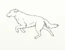 white dog running