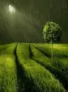 rain