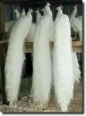 albino peacock