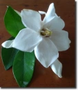 Dipladenia