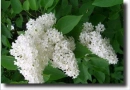 white flower