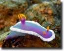 chromodoris