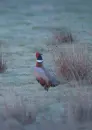 pheasant