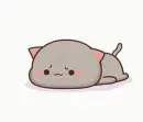 gray cat