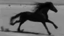 black horse