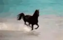 black horse