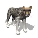 cheetah
