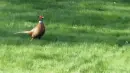 pheasant