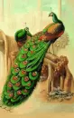 peacock