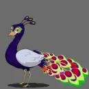 peacock