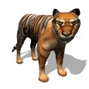 tiger