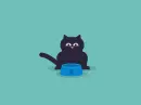 cat eating
