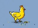 hen eating