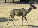 kudu