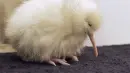 albino kivi