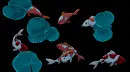 koi