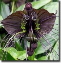 black flower