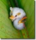 white bats