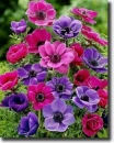 color flowers