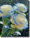 rosas