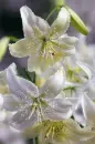 white lilies