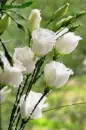 white rosa