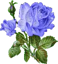 blue rosa