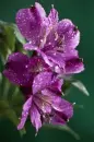 purple flower