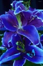 blue lily