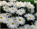 white flower