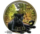 Black Panther - Jane