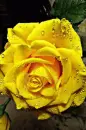 yellow rosa