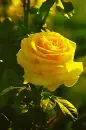 yellow rosa