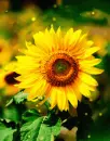 yellow flower